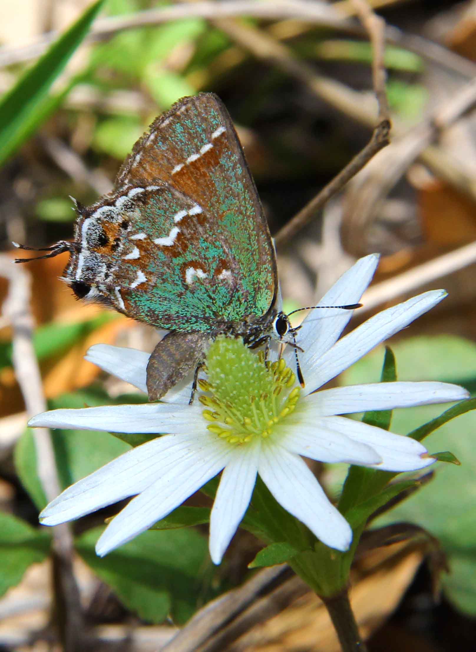 Original Paintings For Sale